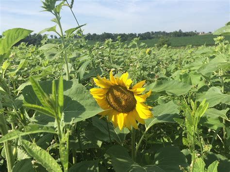 soh2 cover crop mix.